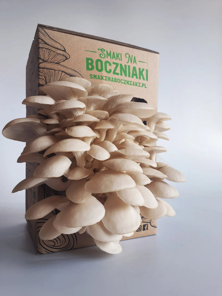 Boczniak perłowy - zestaw do uprawy grzybów