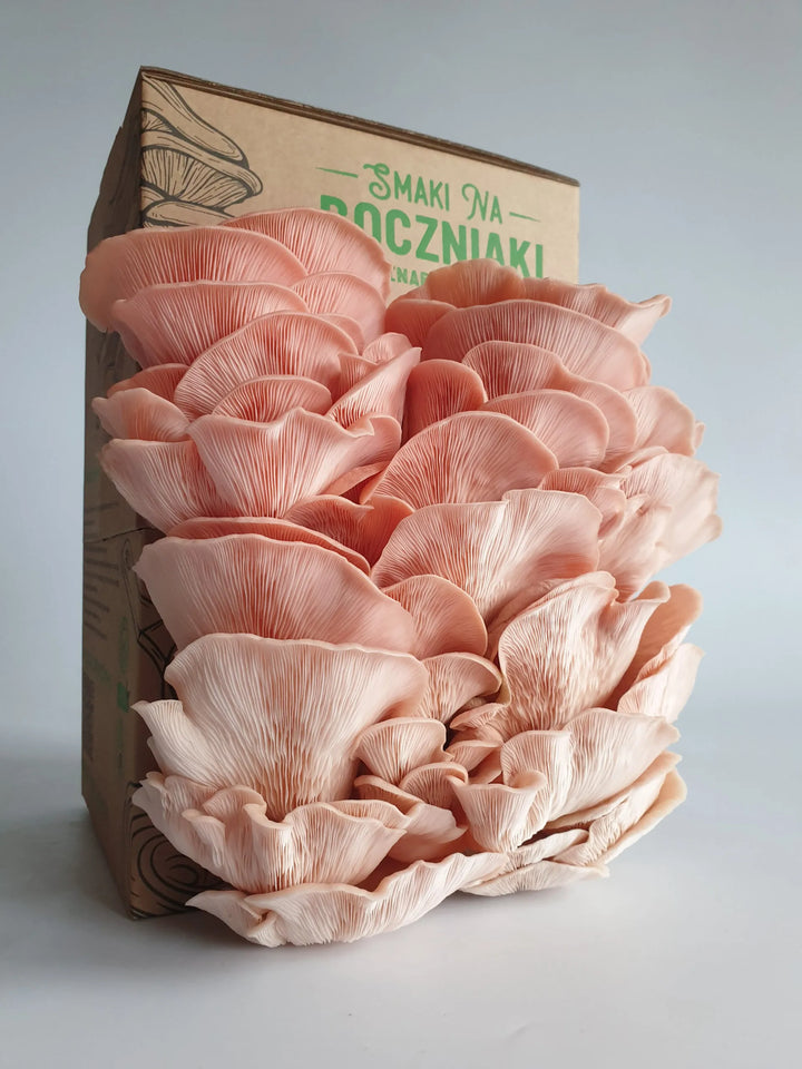 Boczniak Sakura - zestaw do uprawy grzybów