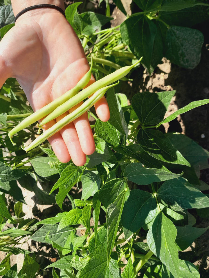 Fasolka szparagowa żółta 1kg