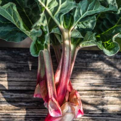 Rabarbar 1 kg