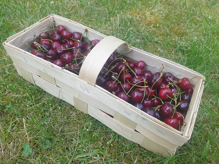 Czereśnie czerwone EKO 1 kg