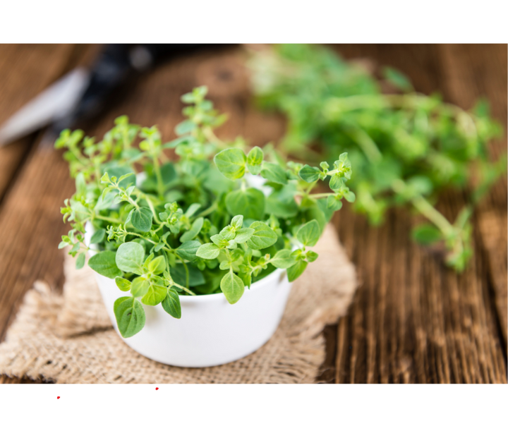 Oregano EKO - pęczek