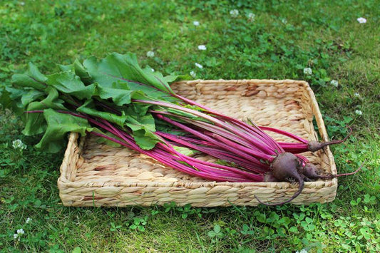 Botwinka EKO - pęczek