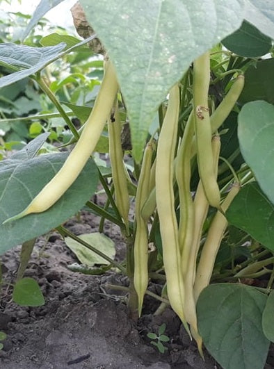 Fasolka szparagowa żółta 500g