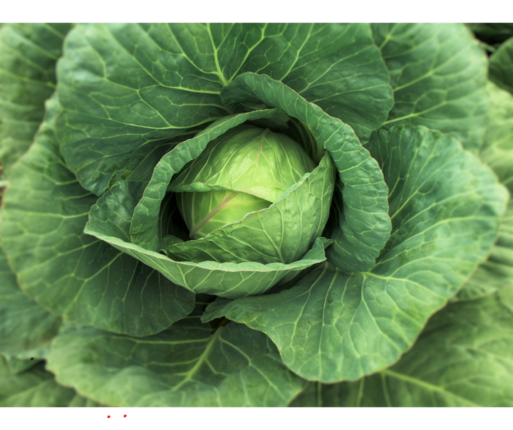 Kapusta młoda EKO 1 szt.