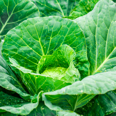 Kapusta młoda biała 1 szt.